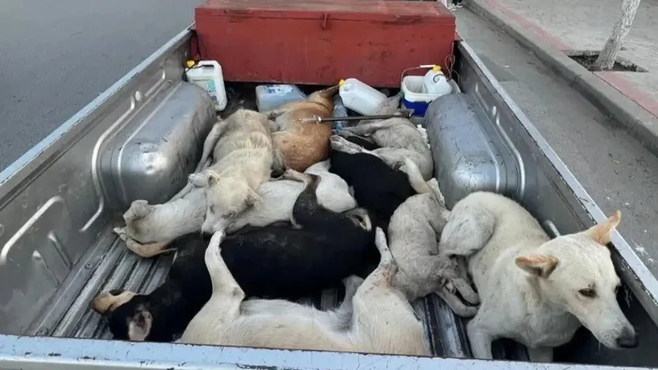 Maroko Dituding Akan Bantai Jutaan Anjing Demi Piala Dunia 2030, FIFA dan Kedubes Buka Suara